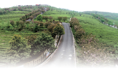 萬(wàn)家山茶園，有個(gè)王明禮……-云南能投軍創(chuàng  )產(chǎn)業(yè)投資有限公司