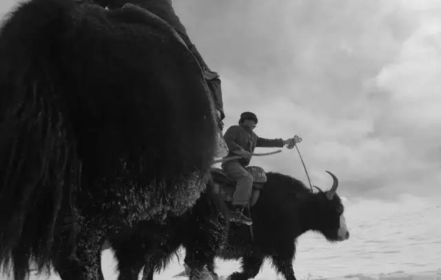 痛別“帕米爾雄鷹”！