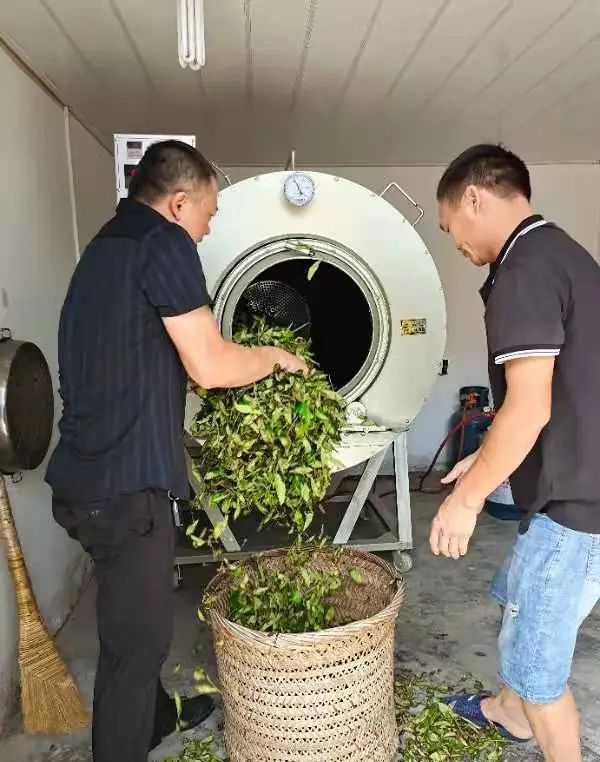 荒廢茶場(chǎng)如今年產(chǎn)量超10000斤，多虧了曾獲三等功的他！-云南能投軍創(chuàng  )產(chǎn)業(yè)投資有限公司