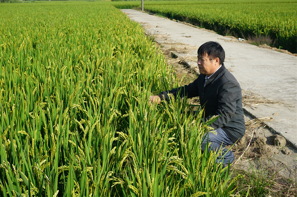“兵支書(shū)”扎根鄉村30年，當好脫貧致富帶頭人-云南能投軍創(chuàng  )產(chǎn)業(yè)投資有限公司