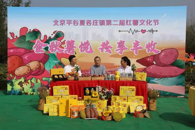 傳統小村落如何升級？這位兵支書(shū)的方法獨“薯”一幟！