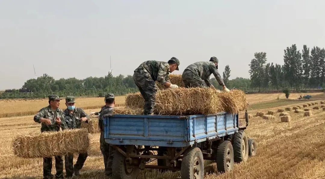 肖思遠父母為啥偷偷收麥子？真相是……