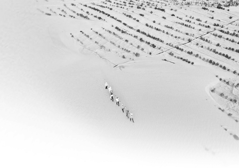 誓將荒漠變綠洲——沙海里，有群“播綠”的老兵